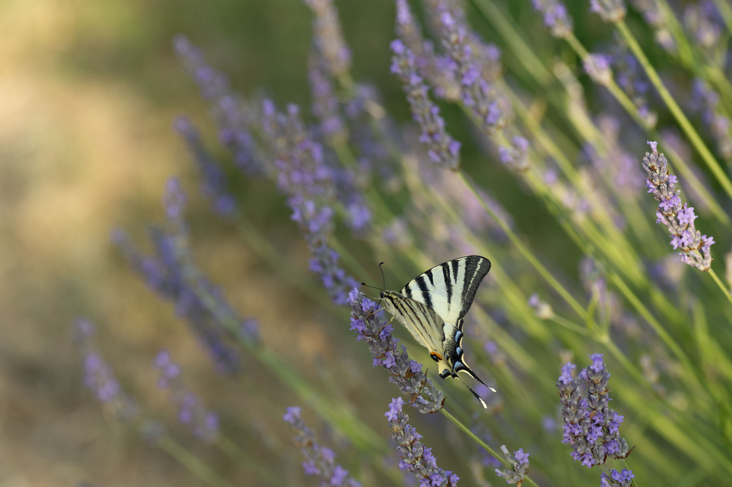 In un mare di lavanda