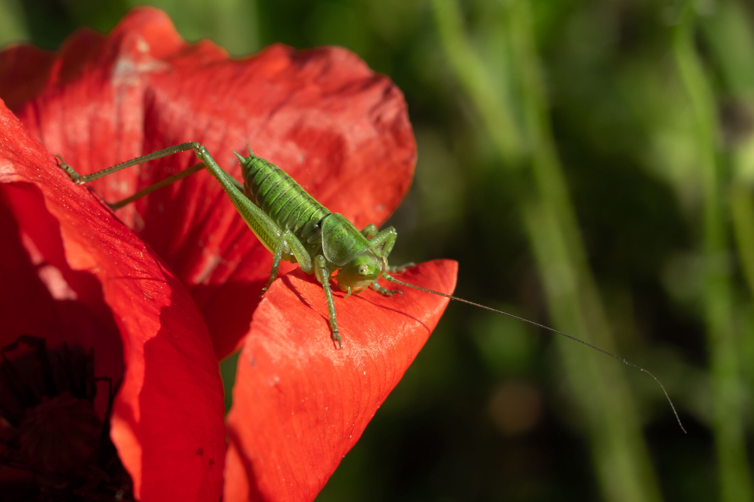 Mamma mia, quanto è alto...