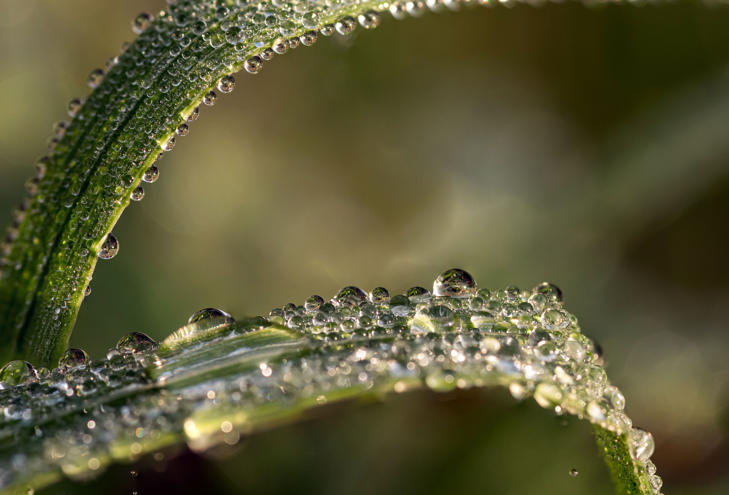 Microscopici mondi d'acqua