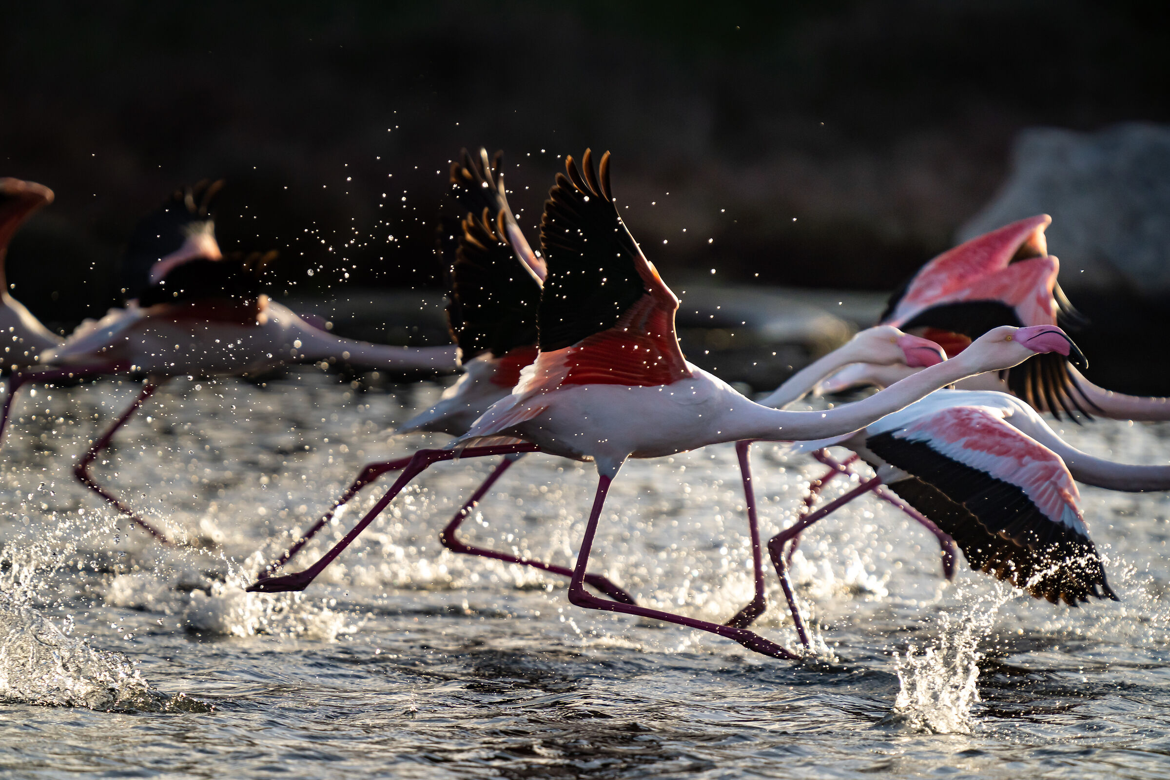 Flamingos flying from the water - Sardinia - Olbia