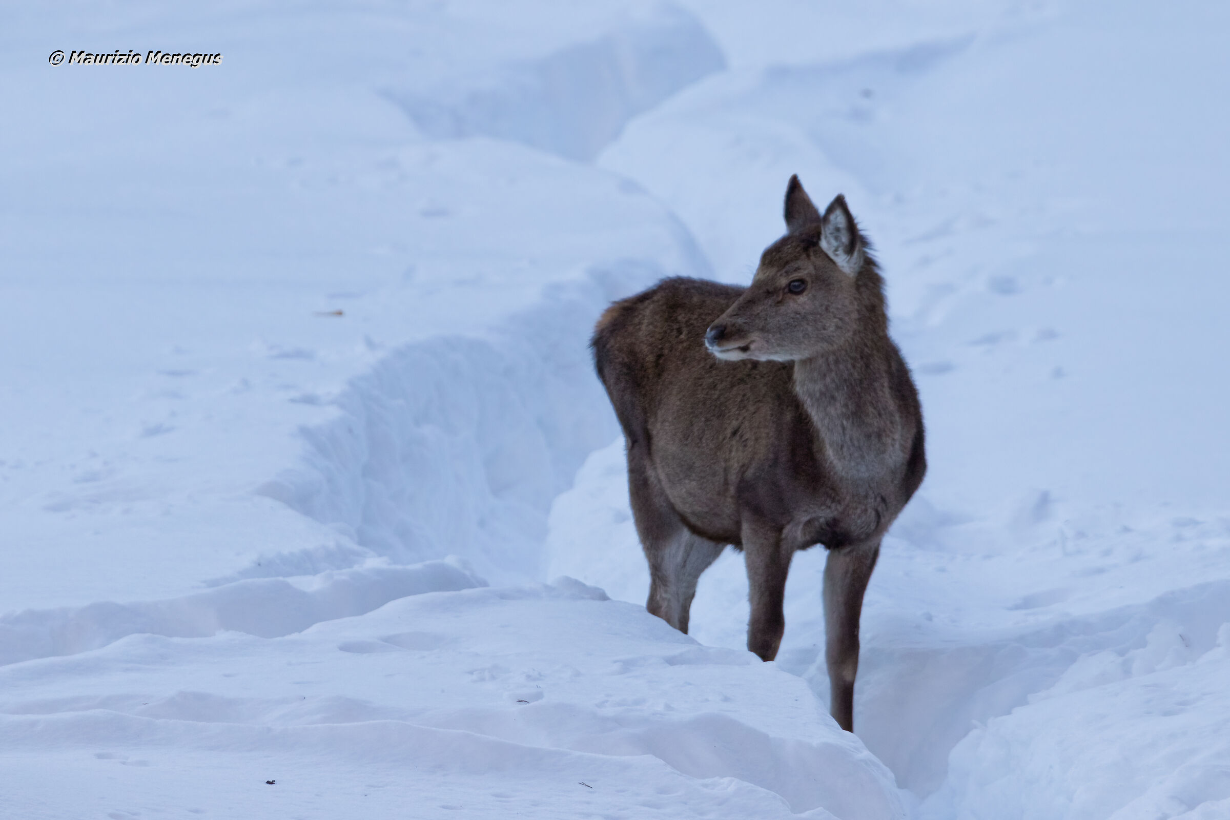 Giovane nella neve alta