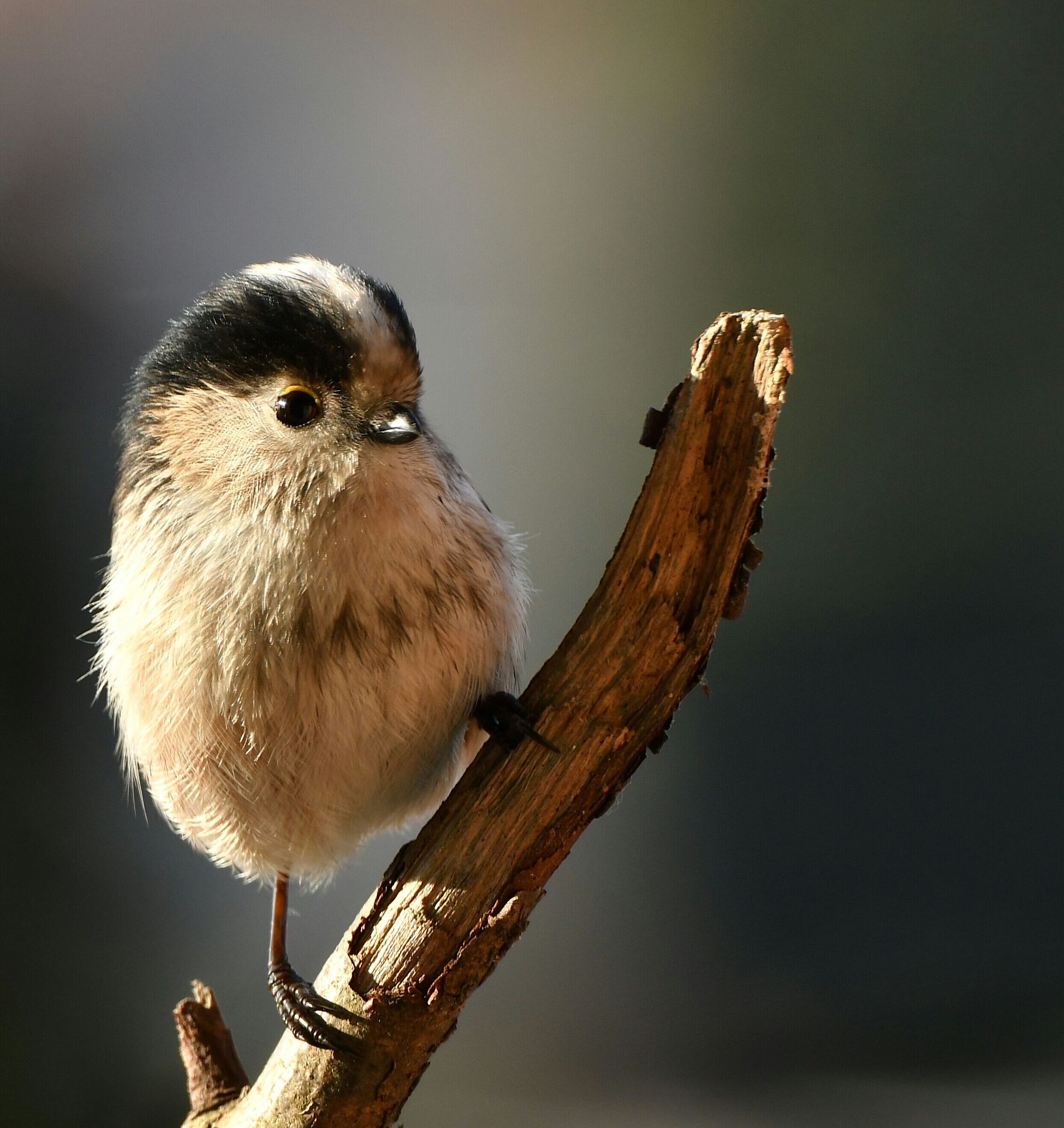 Codibugnolo "casalingo"