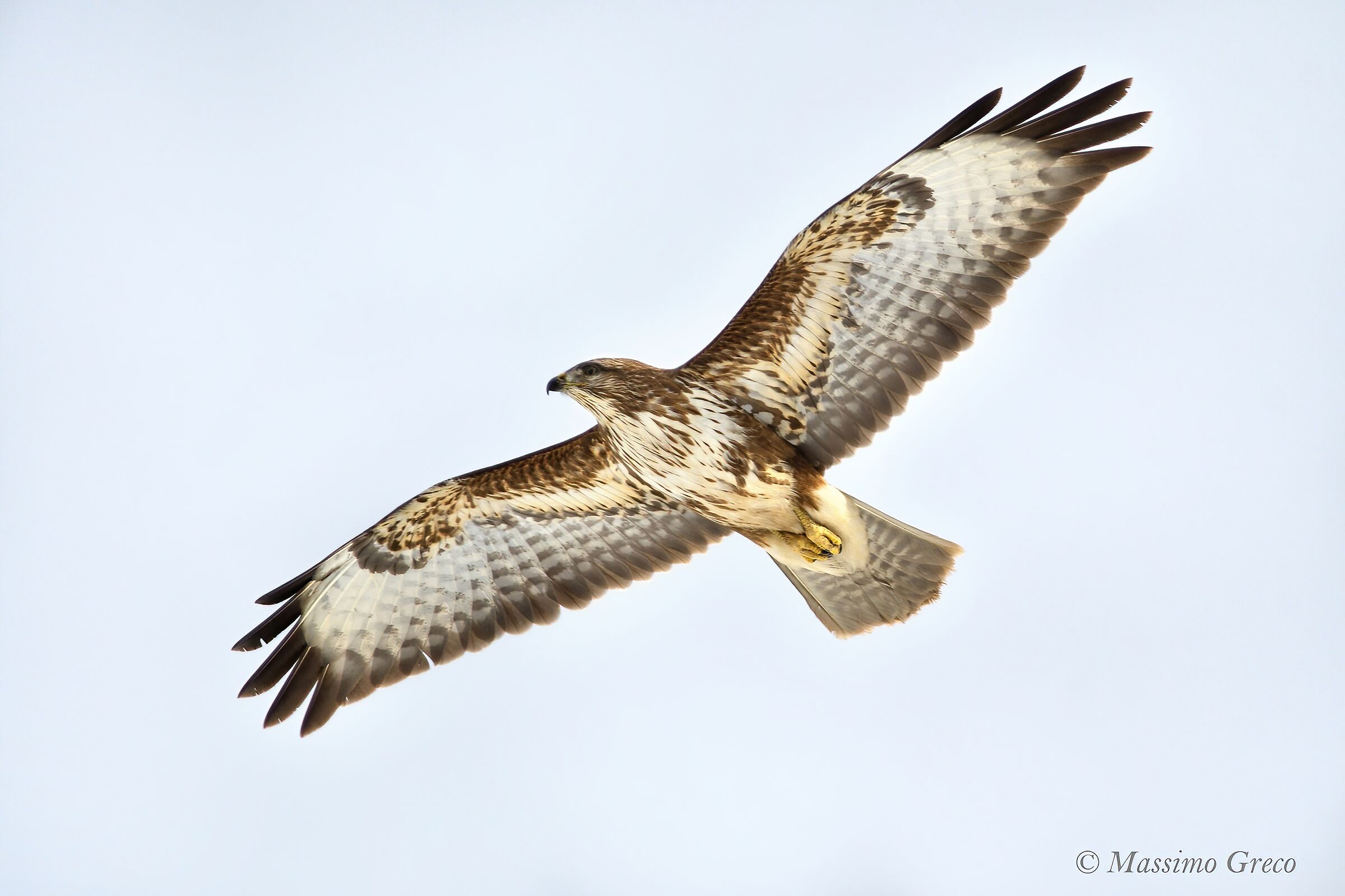 Common Poiana (Buteo buteo)