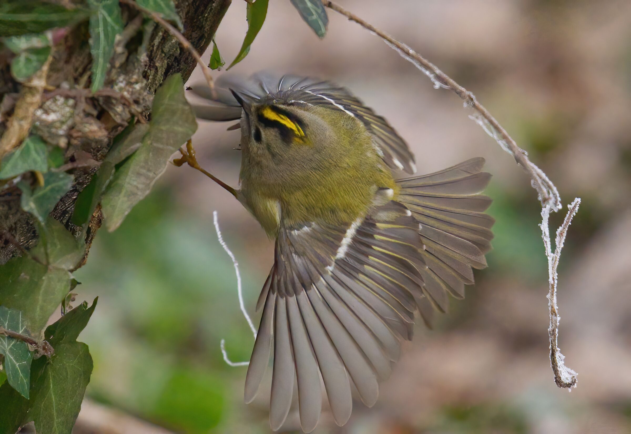 La caccia del regolo
