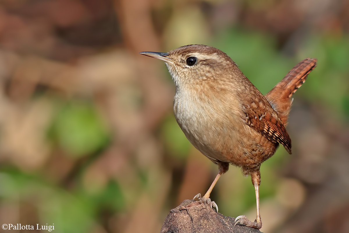 Scricciolo (Troglodytes troglodytes)