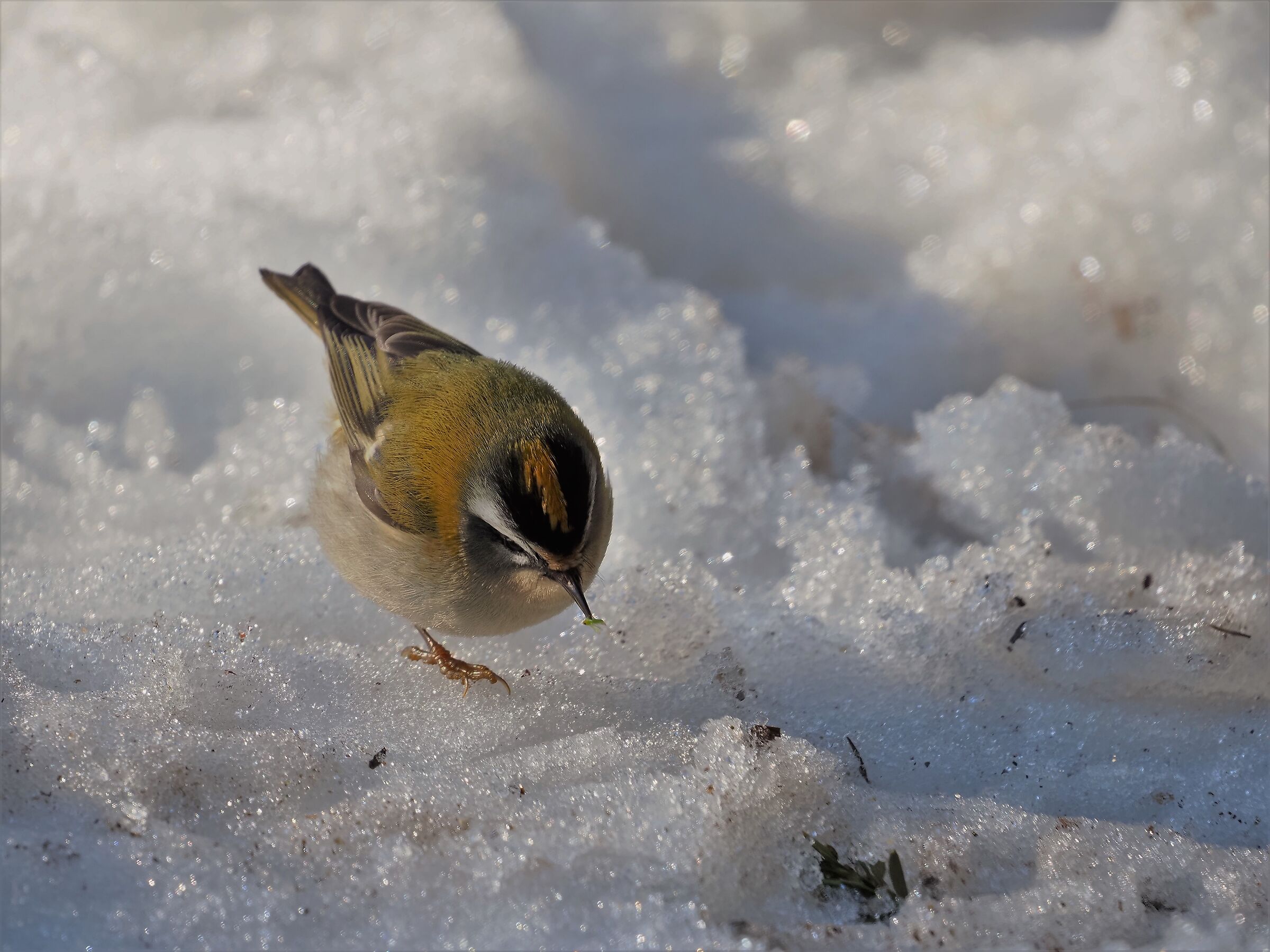 il fiorrancino (Regulus ignicapilla) con preda...
