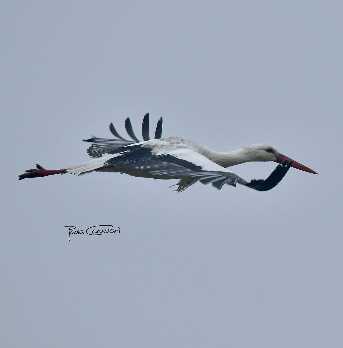 storks in January