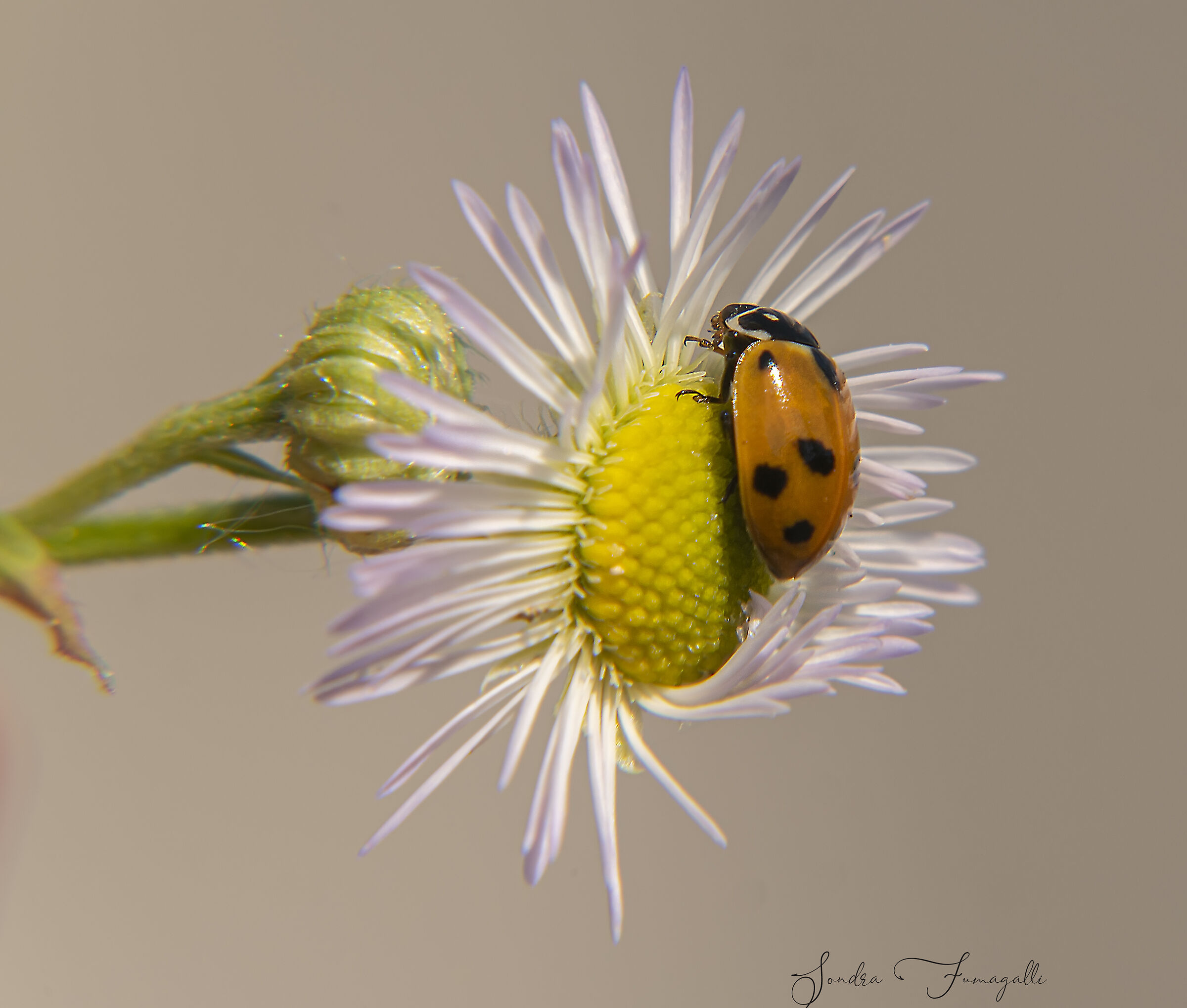 the ladybug and the flower....