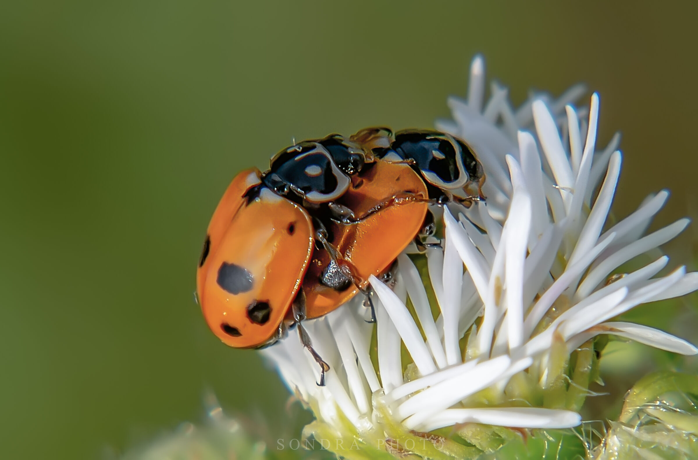 ladybirds in love
