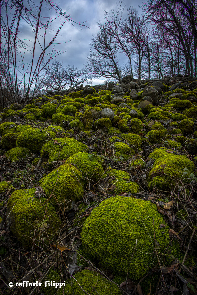 Mosses on the stones of the Bessa