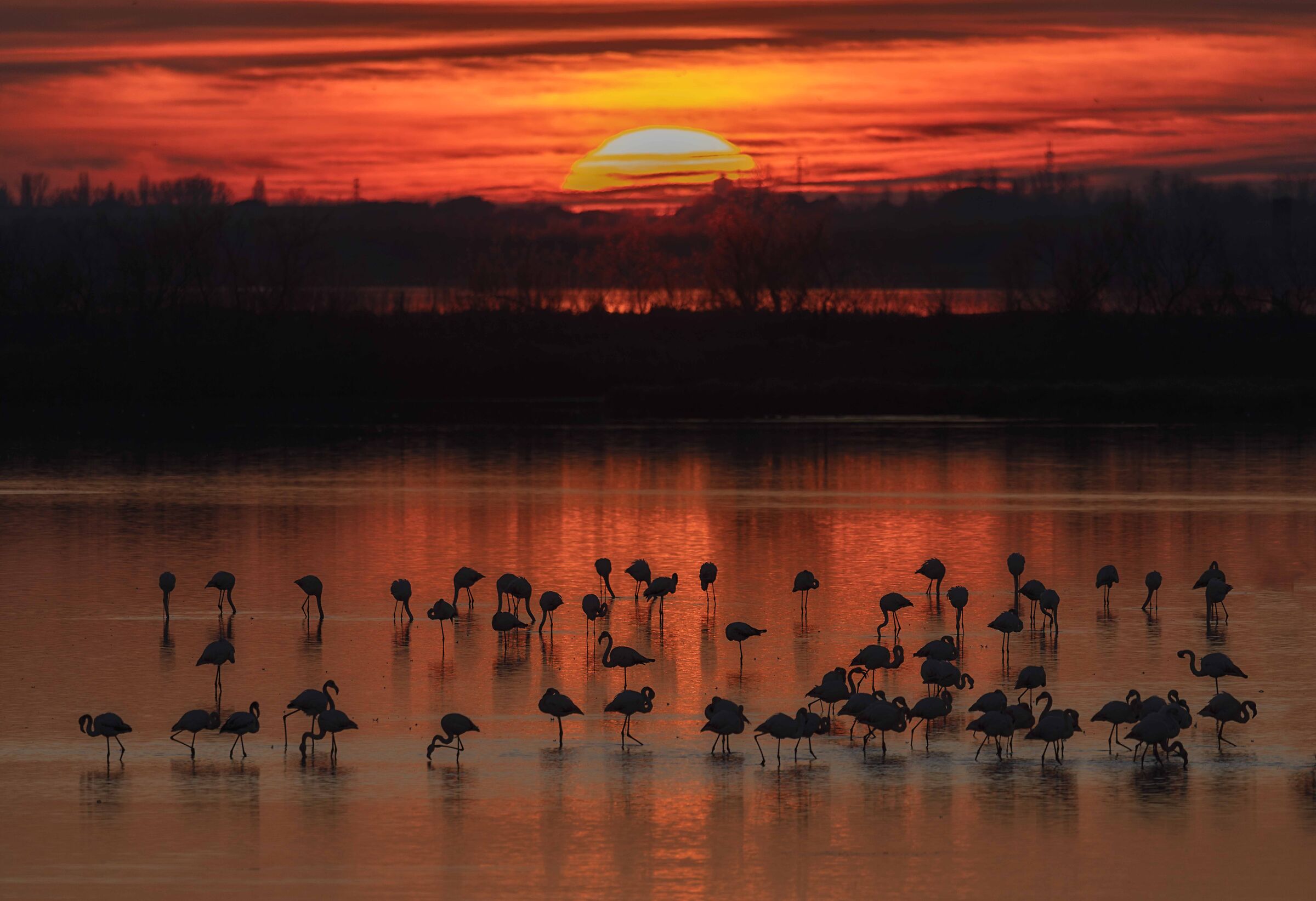 fenicotteri al tramonto