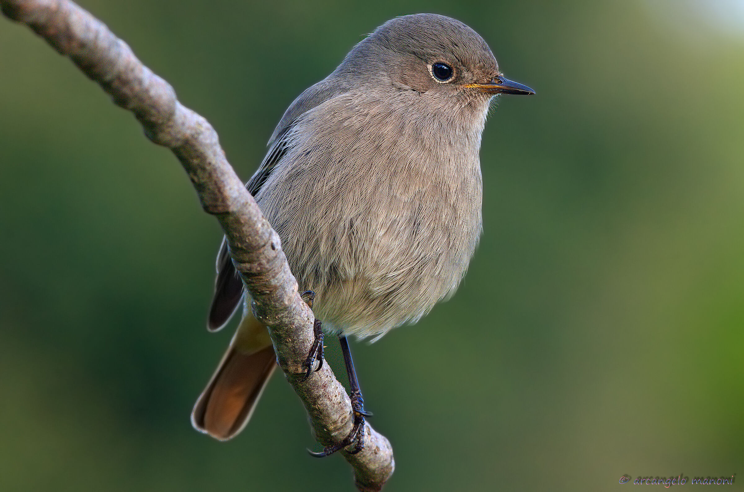 When the codirossi dress Prada