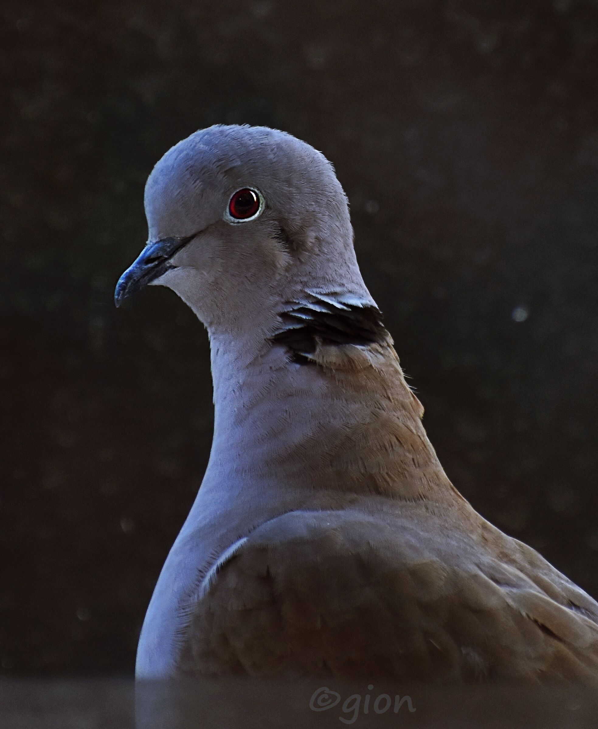 Streptopelia decaocto