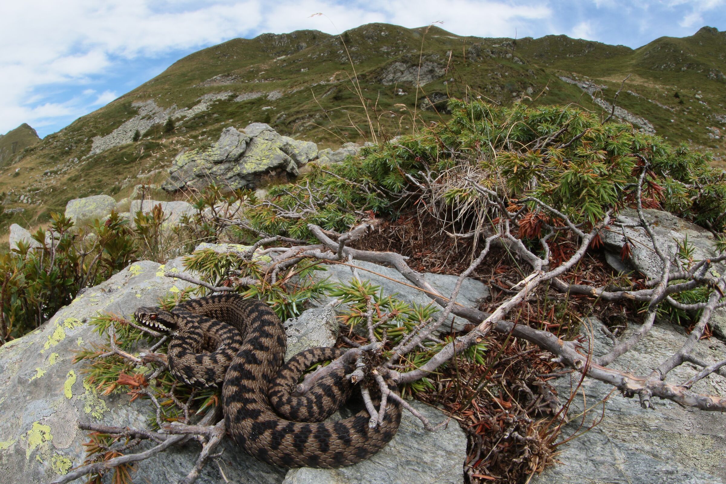 Vipera berus berus, maschio, 2000m
