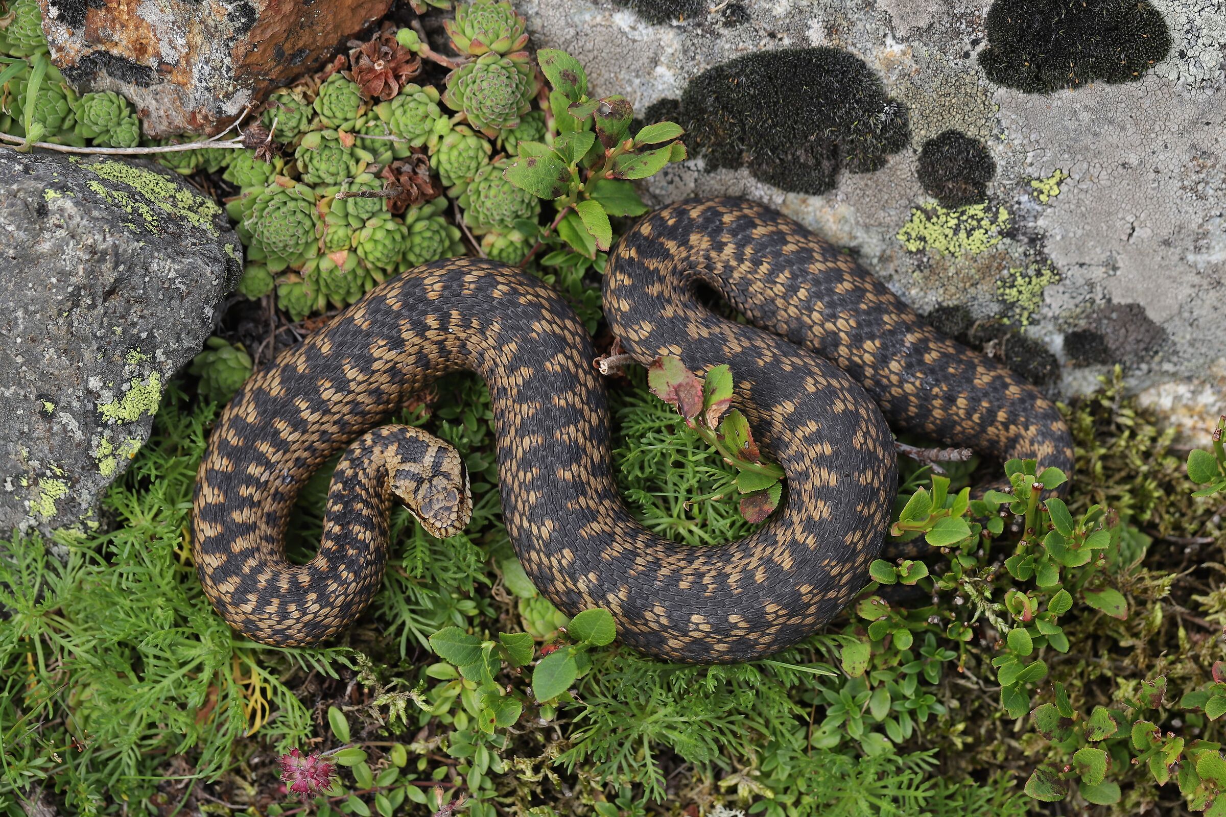 Vipera berus berus, femmina, 1650m