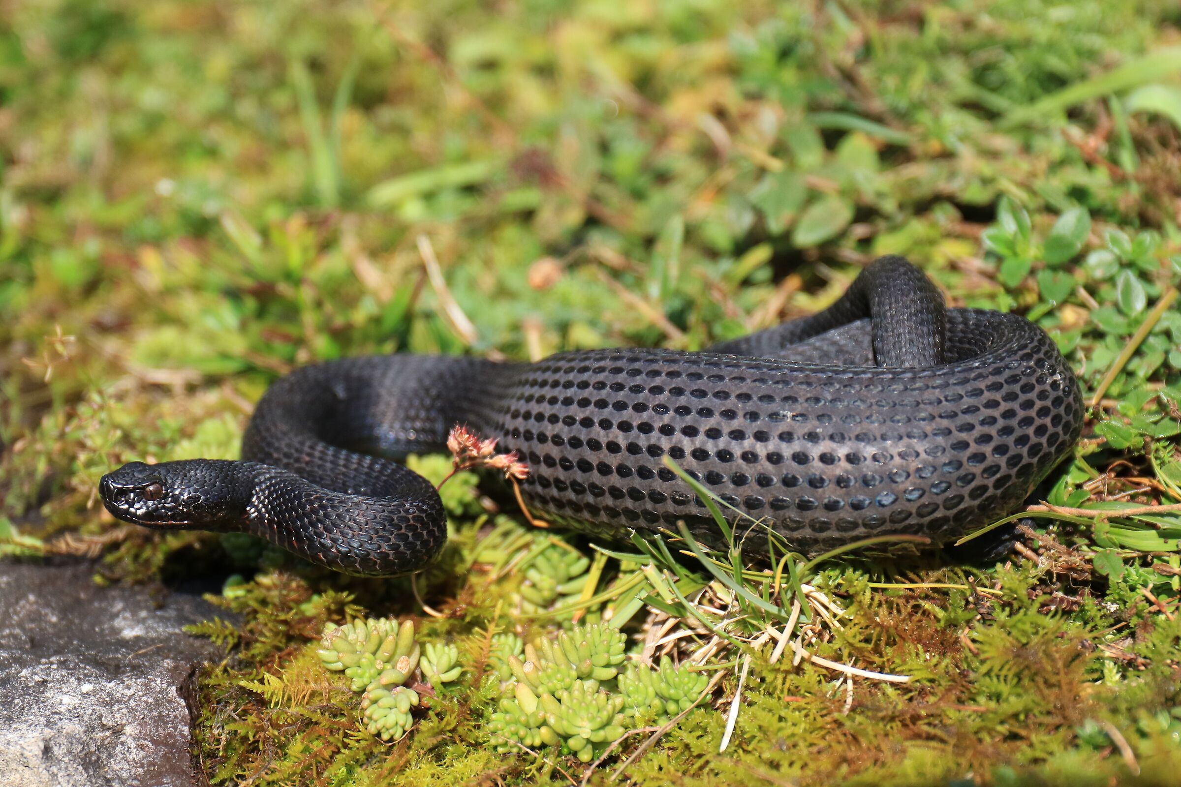 Vipera apsis aspis from atra, maschio, 1290m