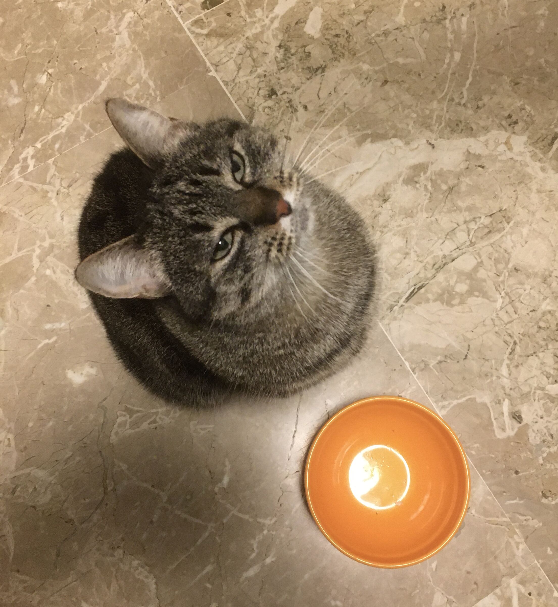 The Shameless Beggar
