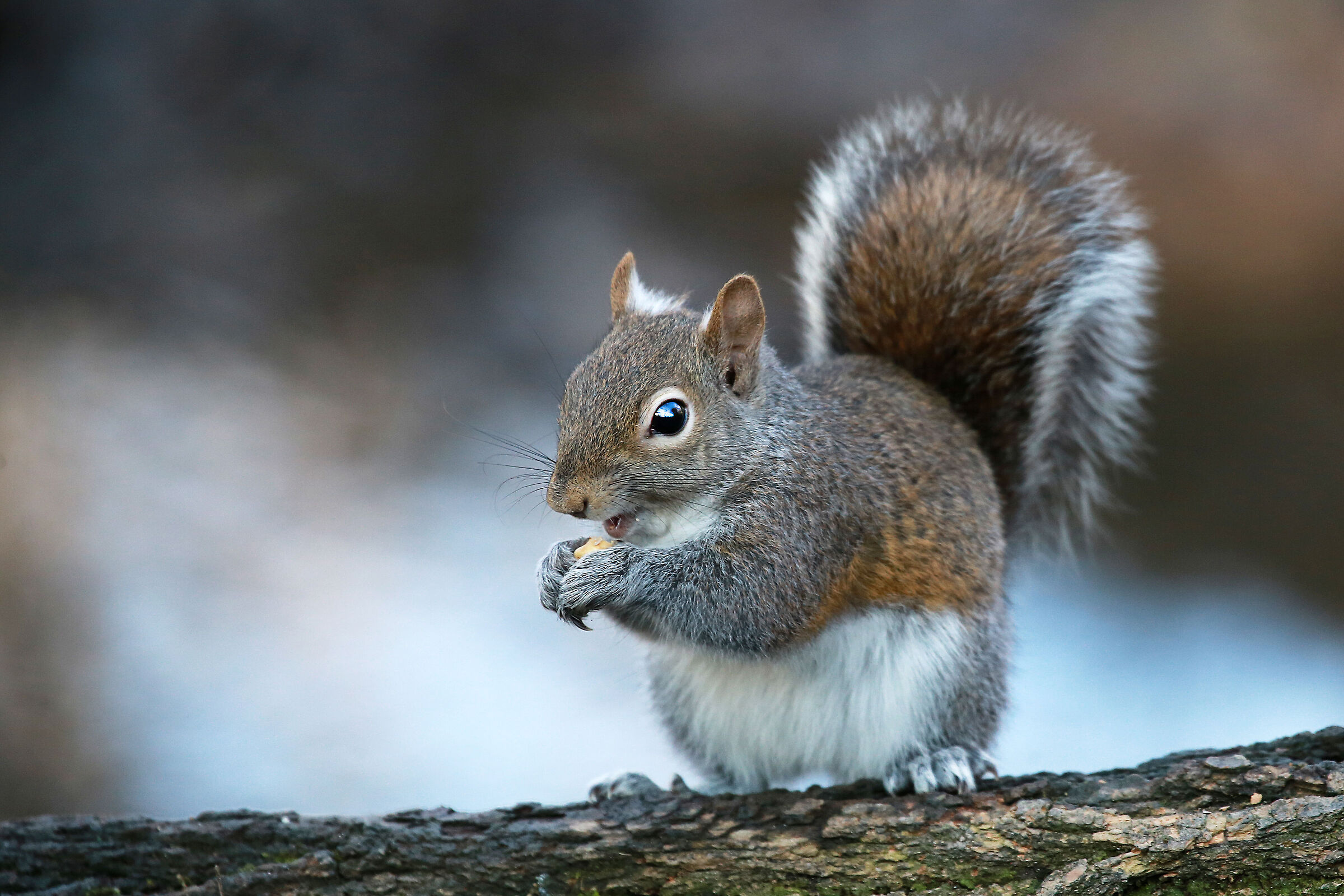 ::: S Q U I R R E L :::