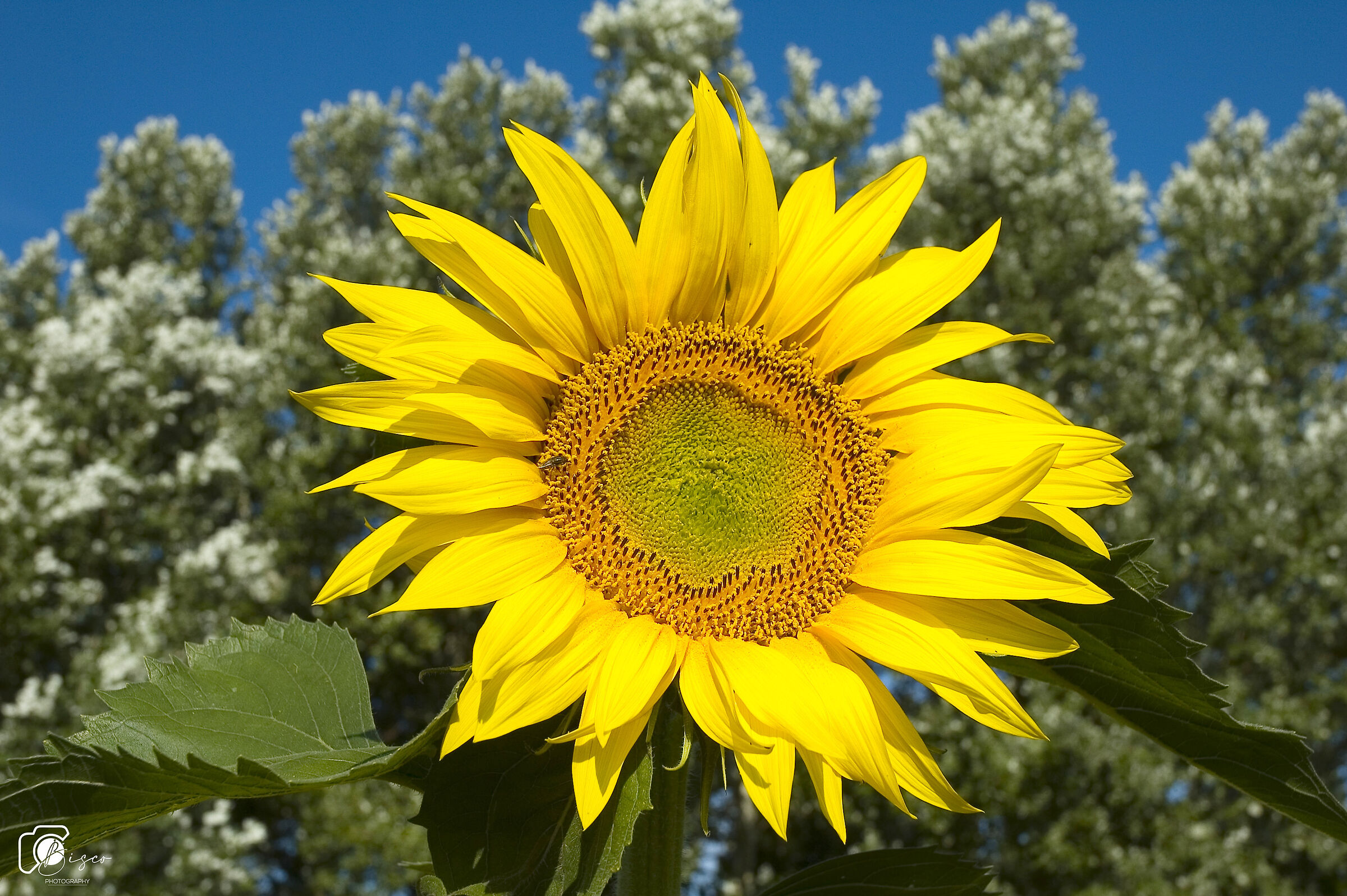 His Majesty the Sunflower