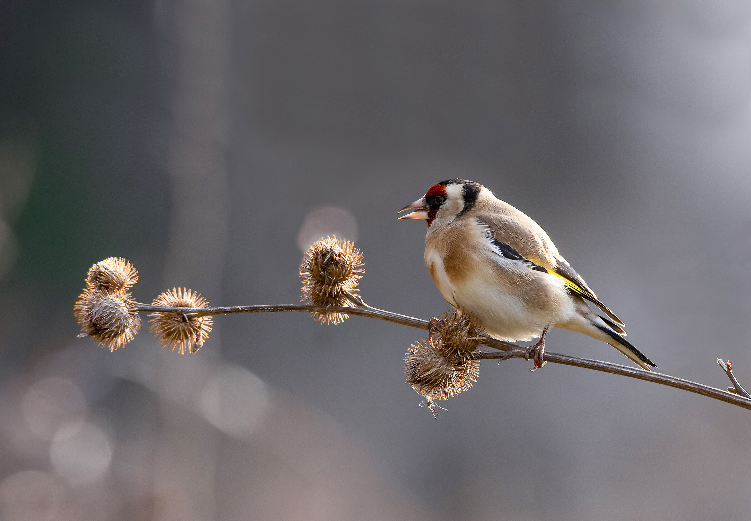 Goldfinch
