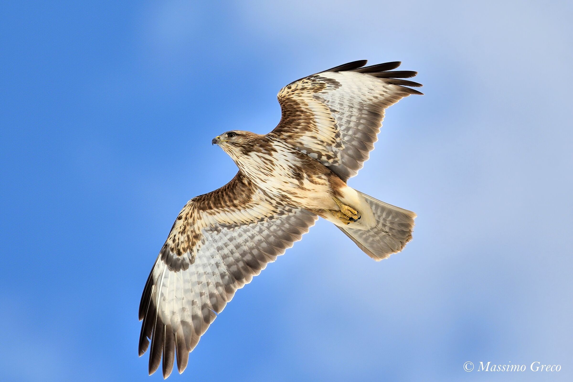 Poiana comune (Buteo buteo)