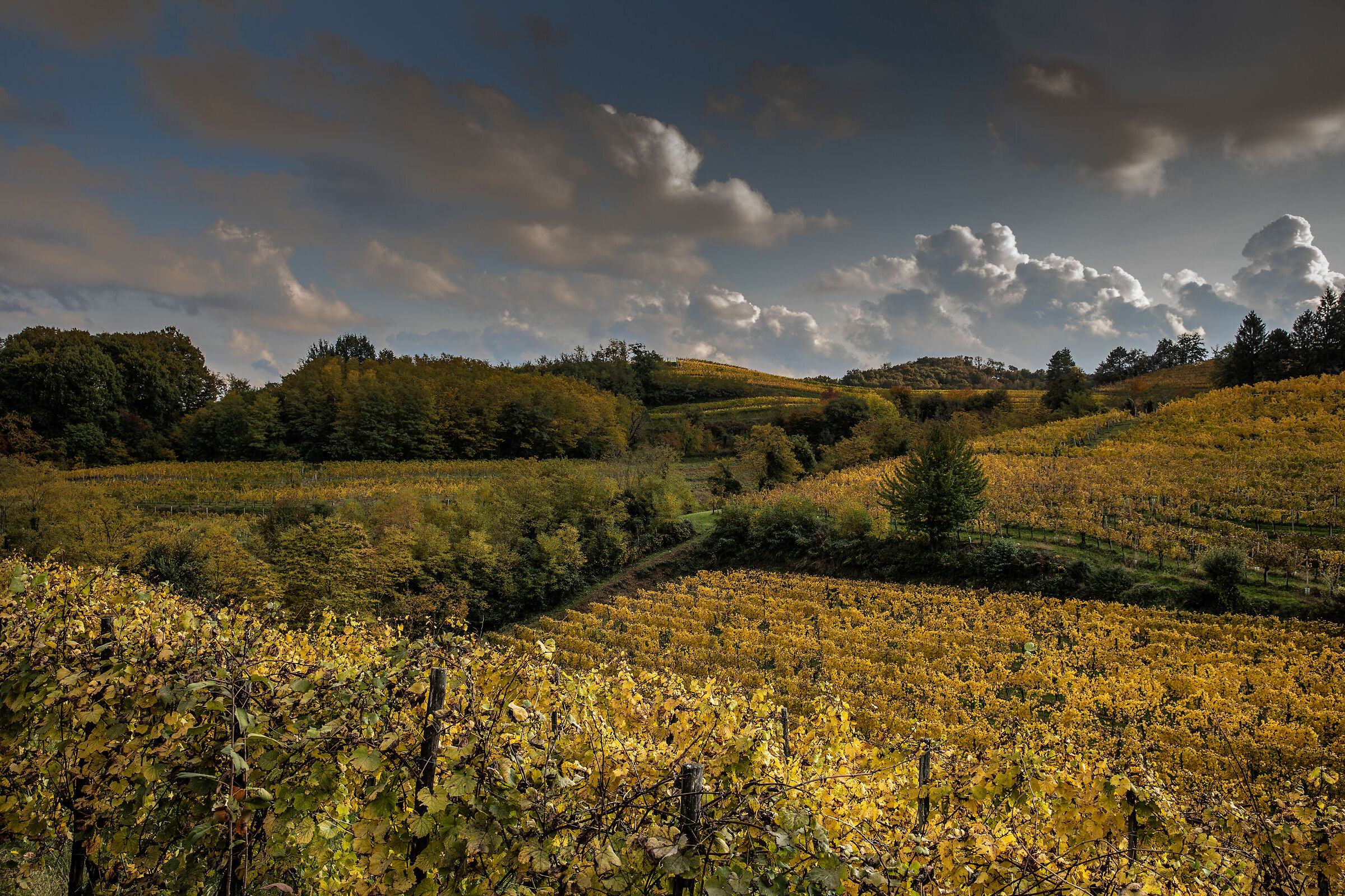 Autumn on the Collio