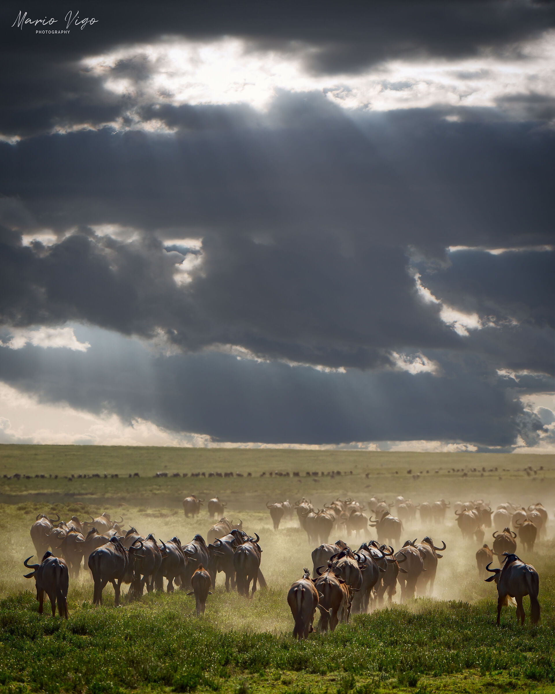 La grande migrazione
