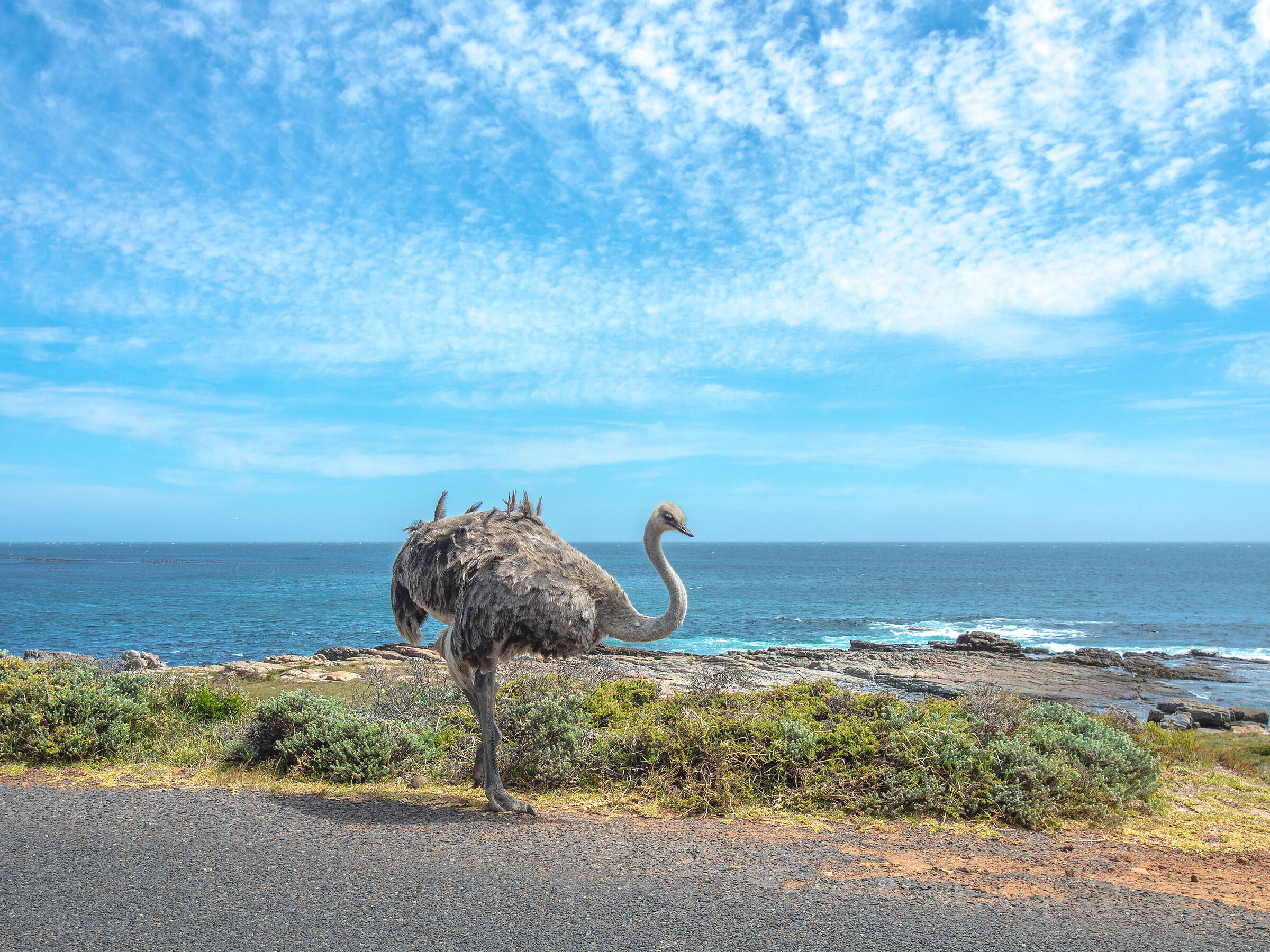 Ostrich of Good Hope