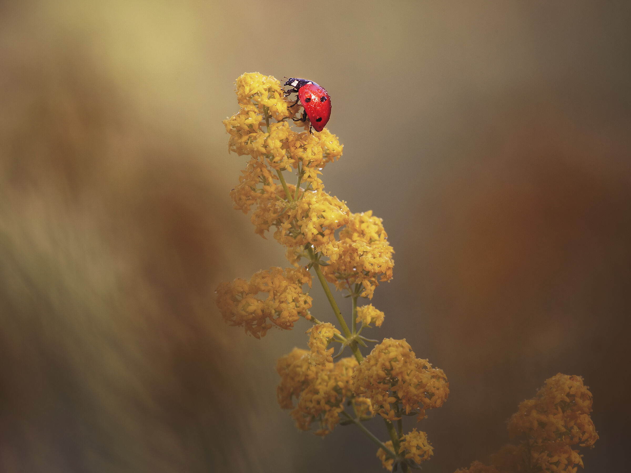 Lady bird