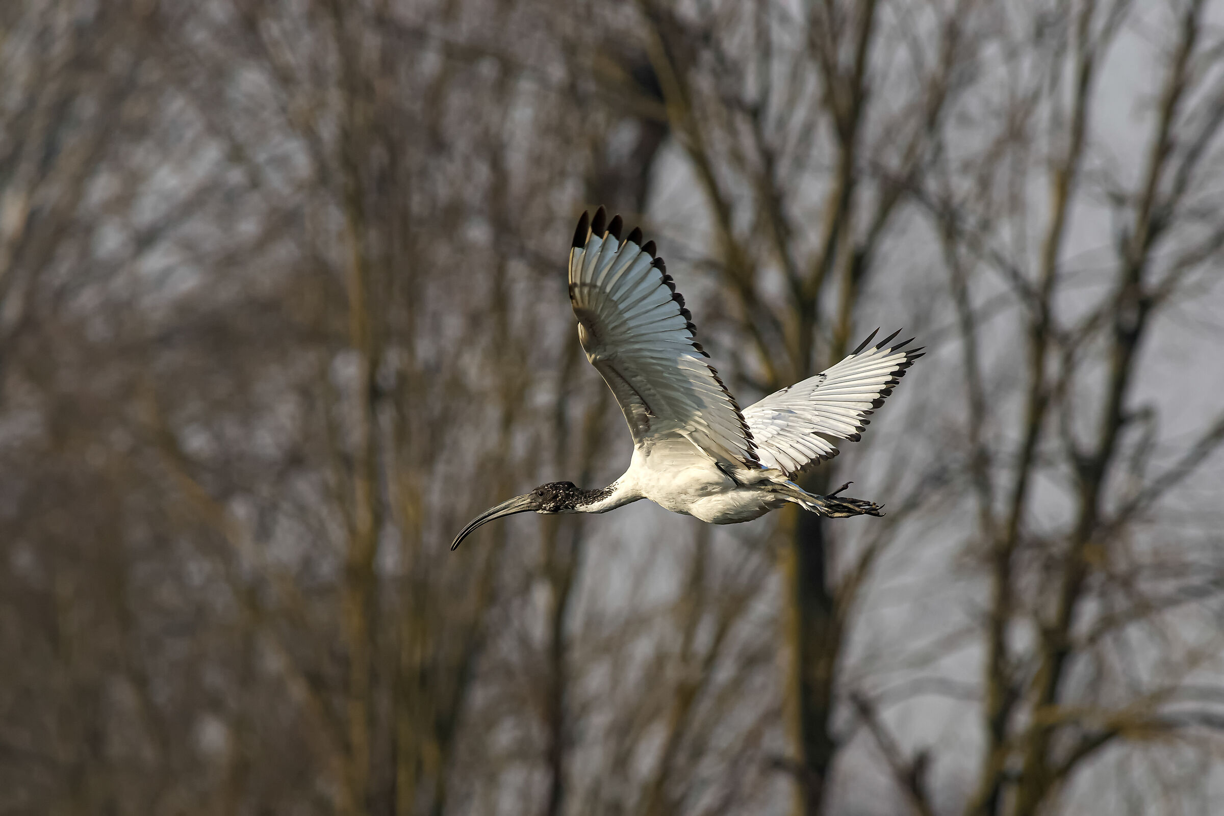 sacred ibis
