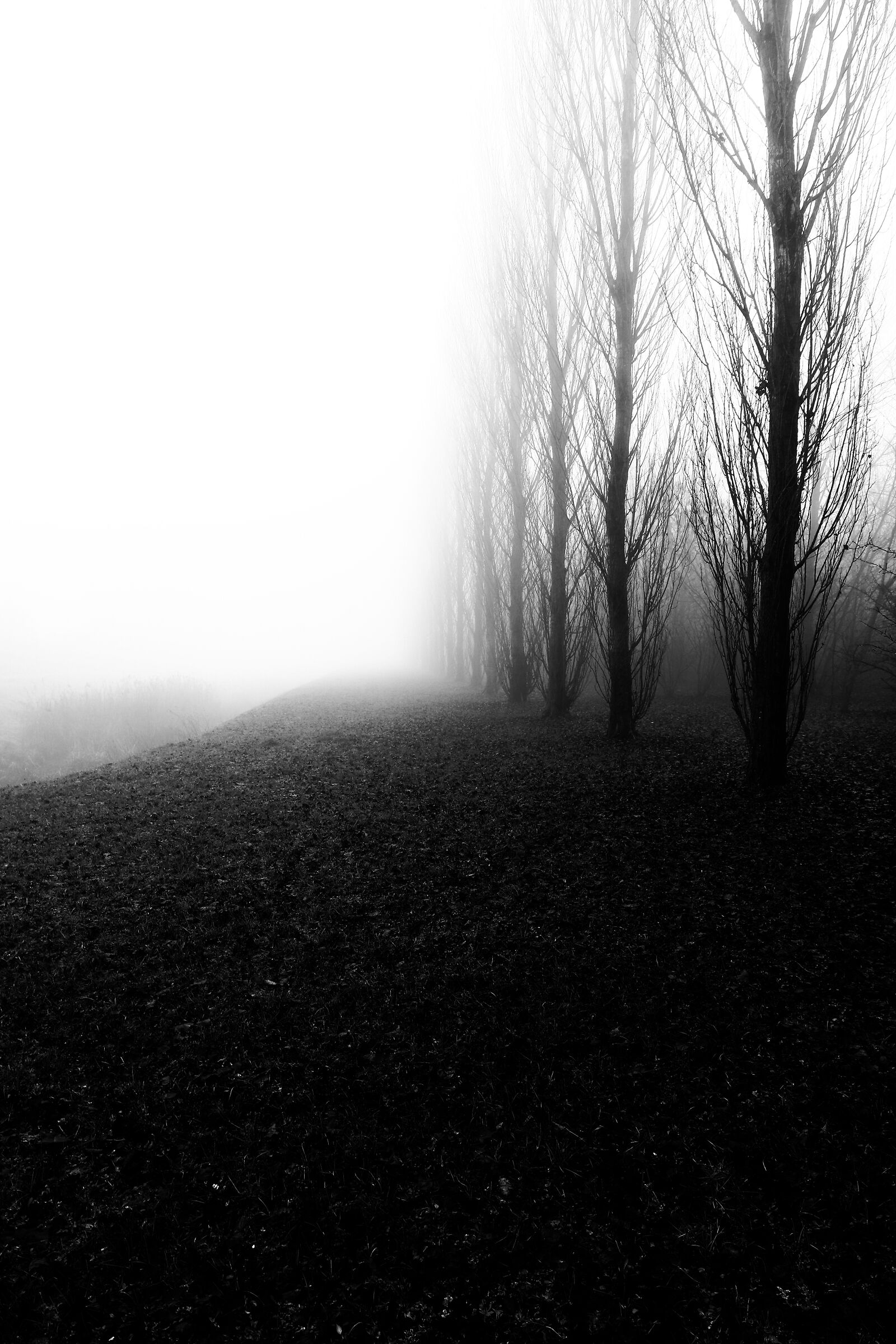 Alberi nella nebbia