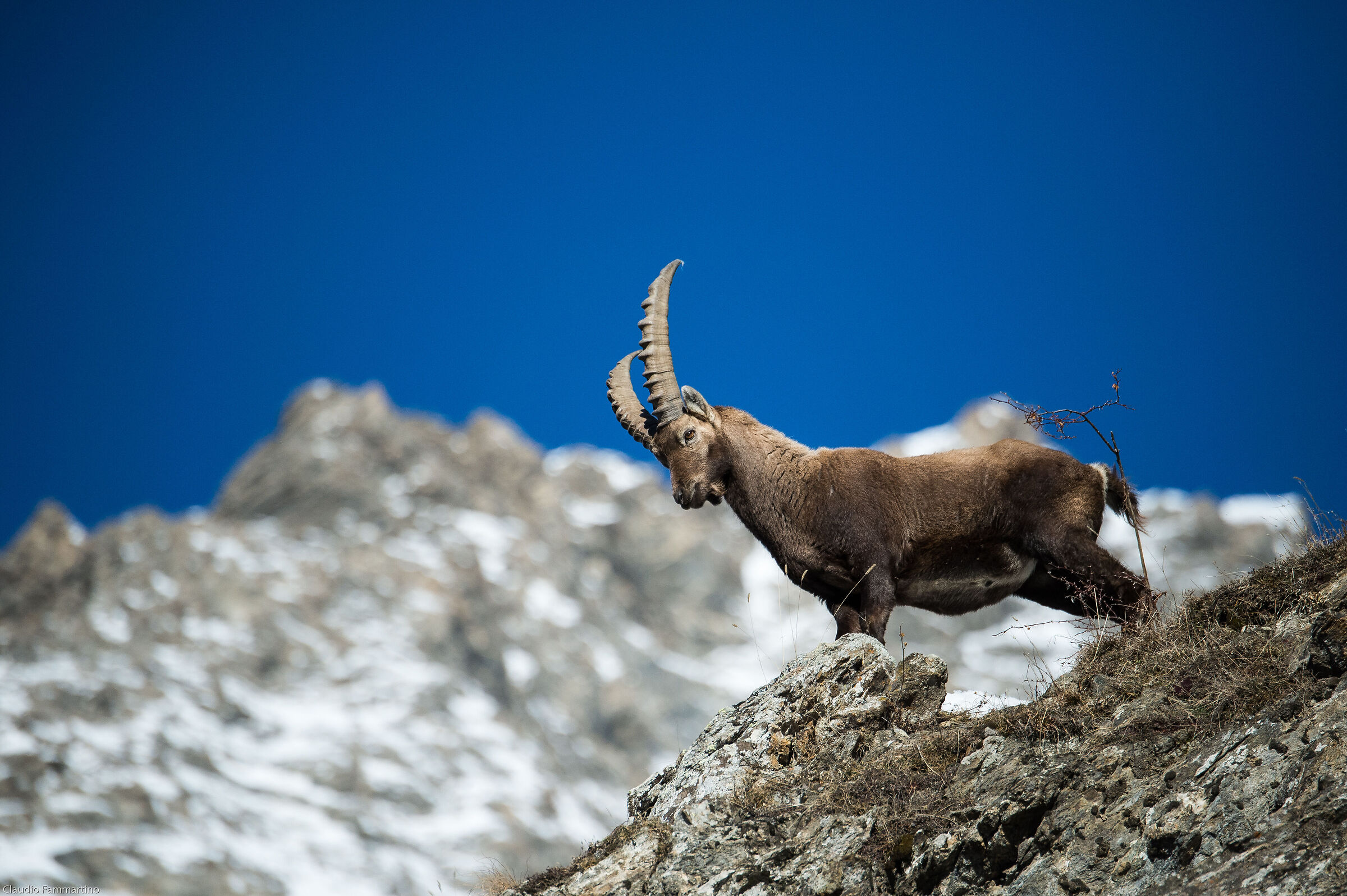 the pride of the ibex
