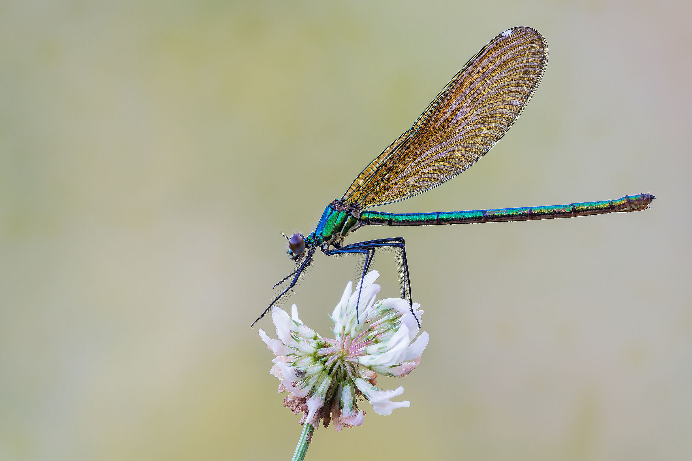 Calopteryx splendens