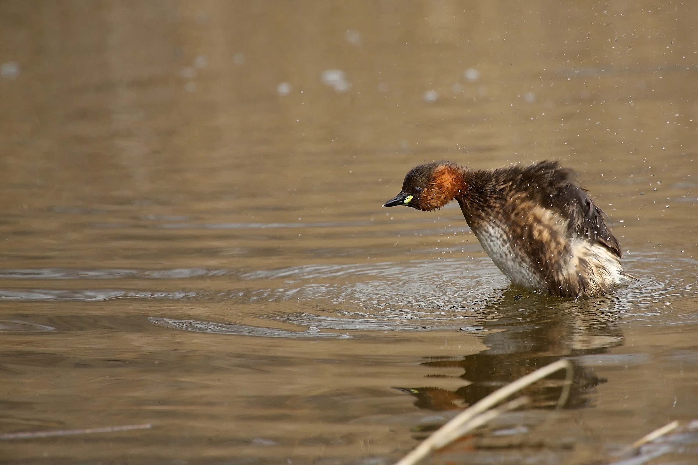 Little Grebe ... caricaaaa!