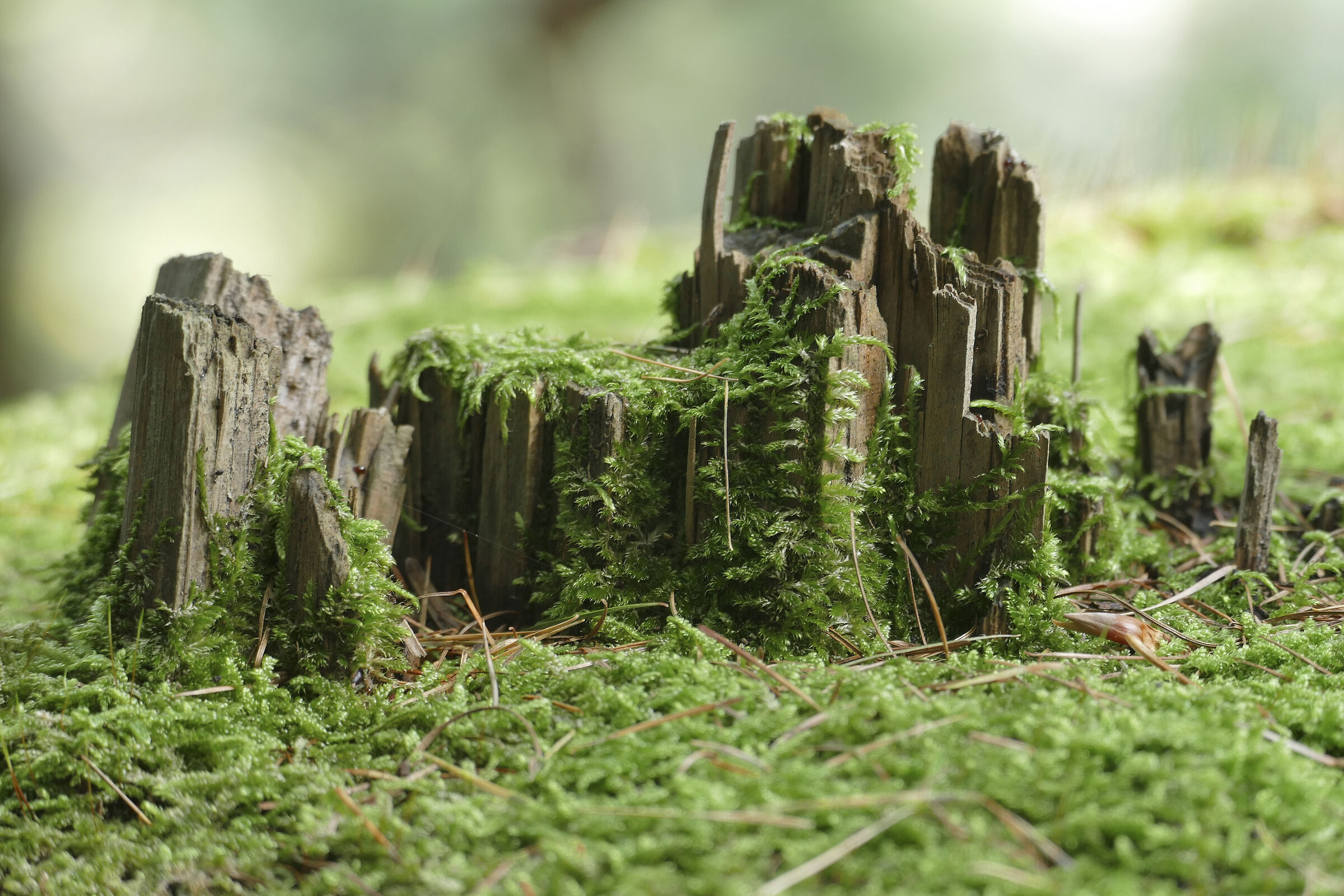 Il Villaggio incantato