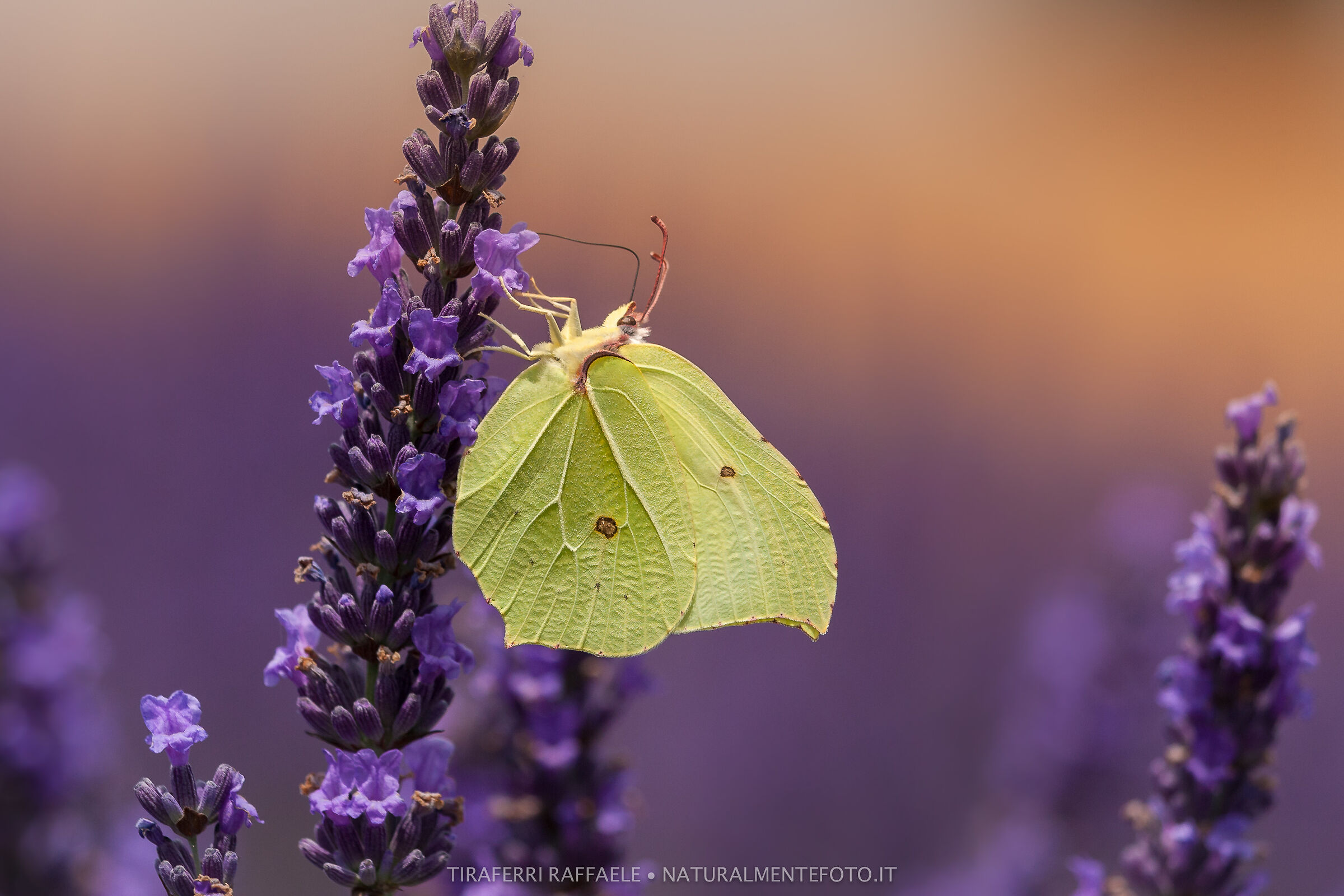 Cedronella e lavanda