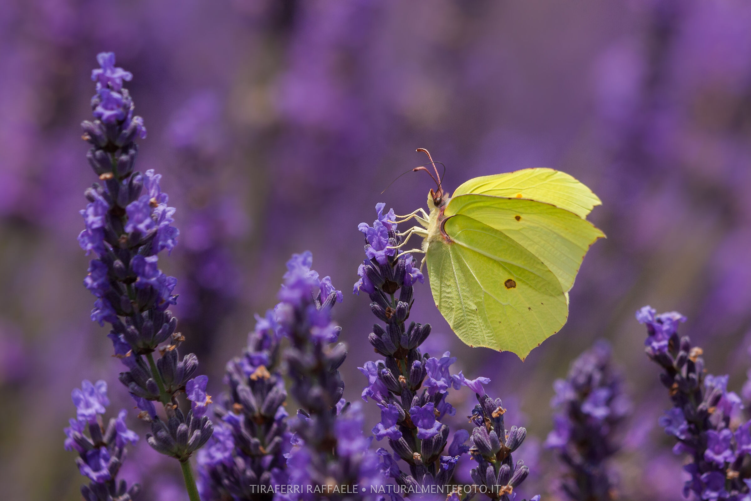 Cedronella su lavanda