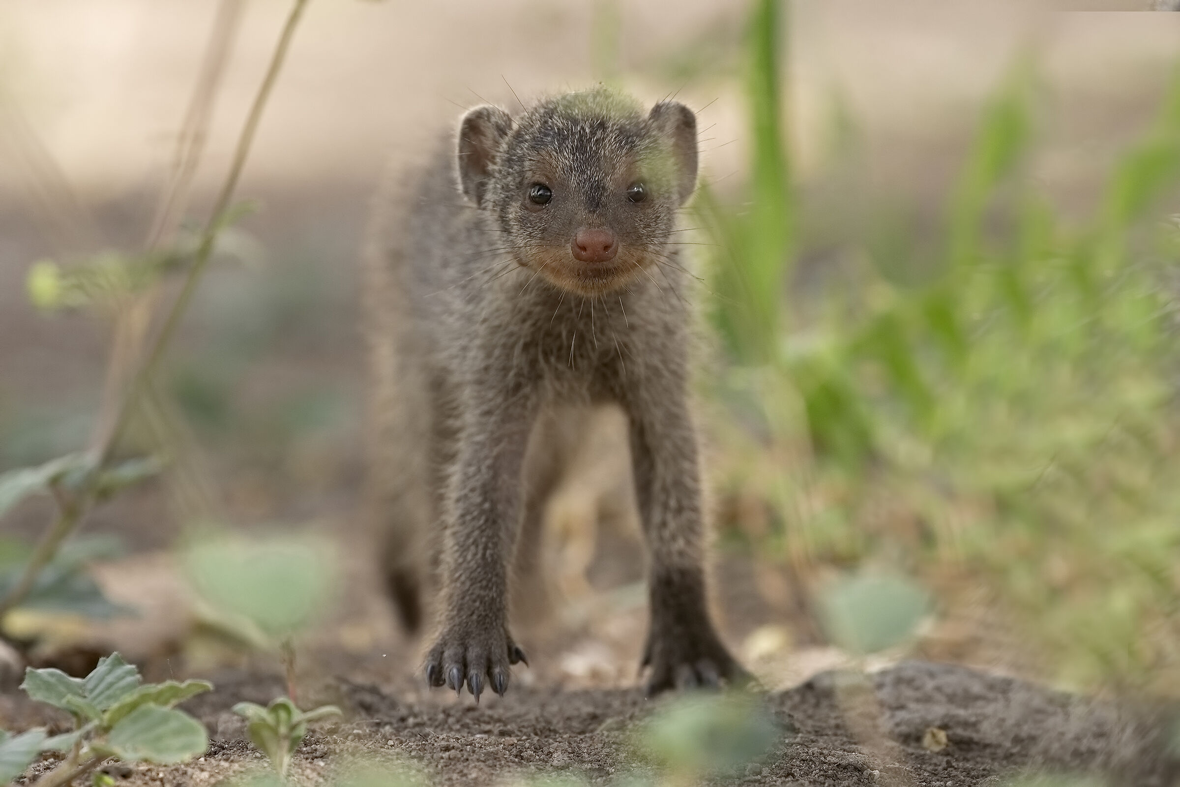 Il piccolo di mangusta