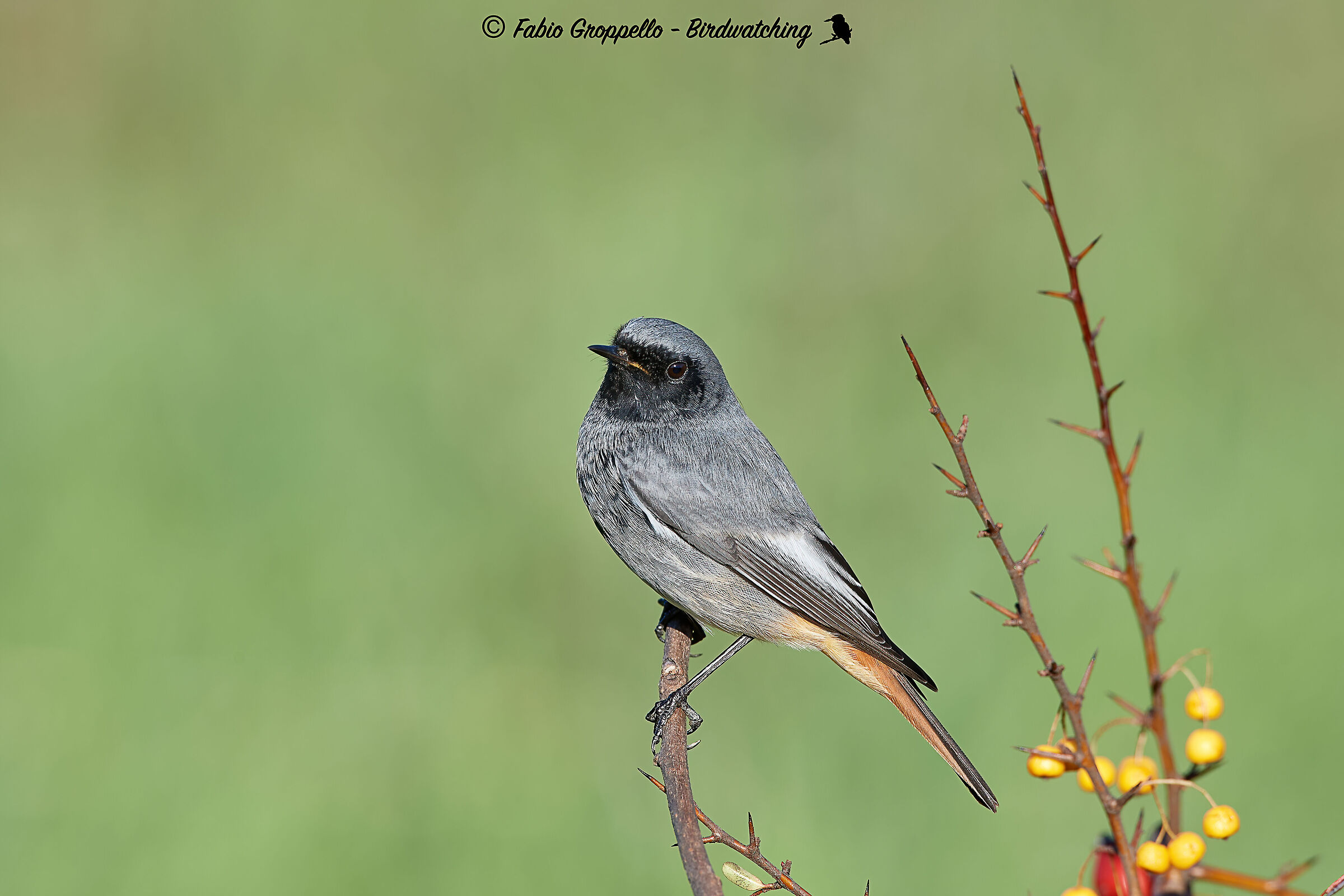 Codirosso Spazzamino - Wikipedia