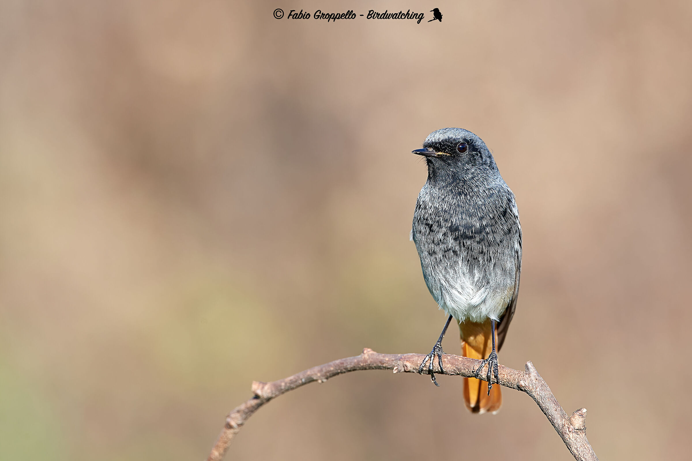 Codirosso Spazzamino - Wikipedia