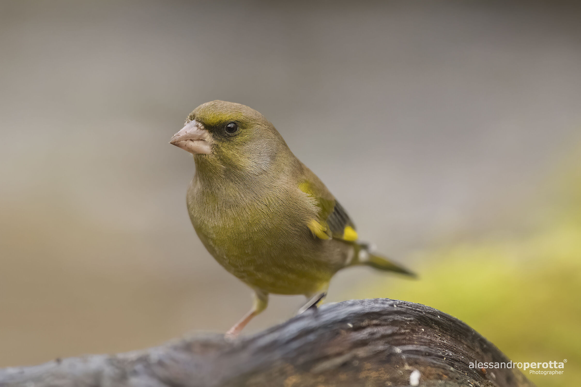 Chloris