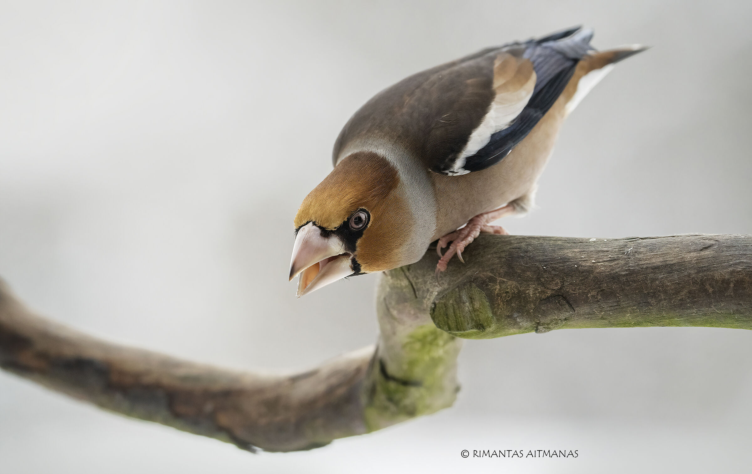 Coccothraustes coccothraustes, Hawfinch