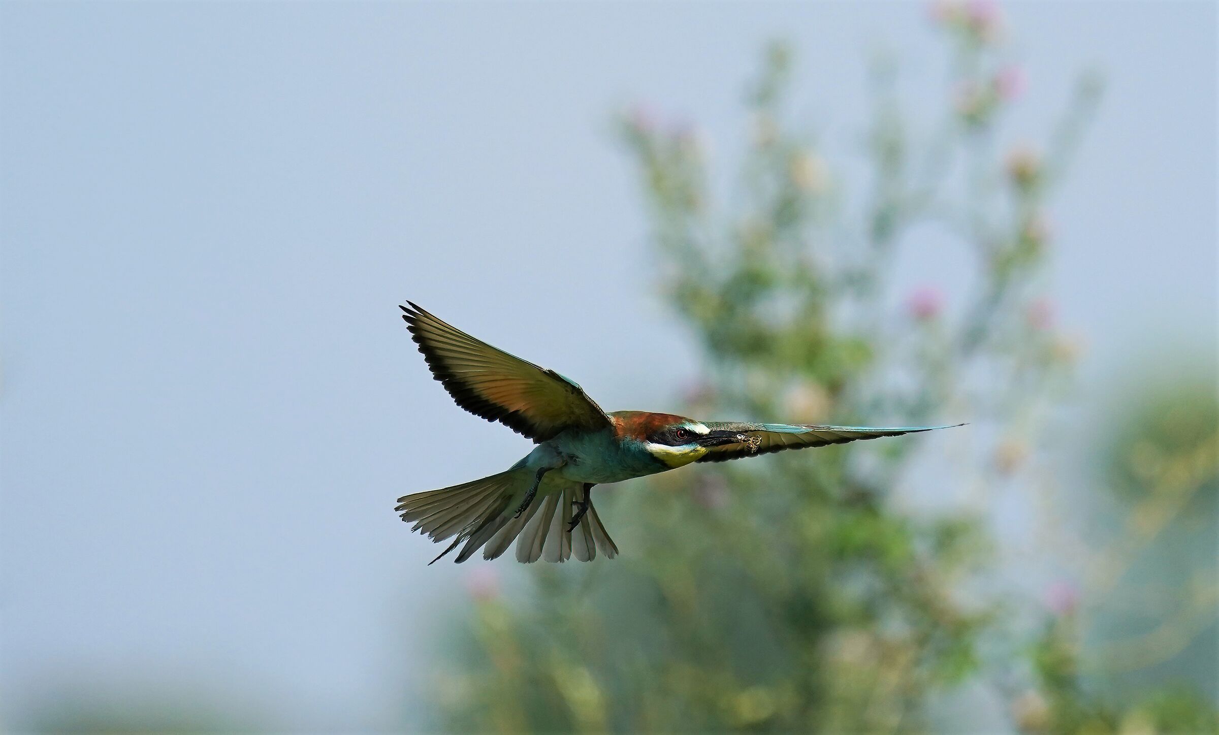 Bee-eater