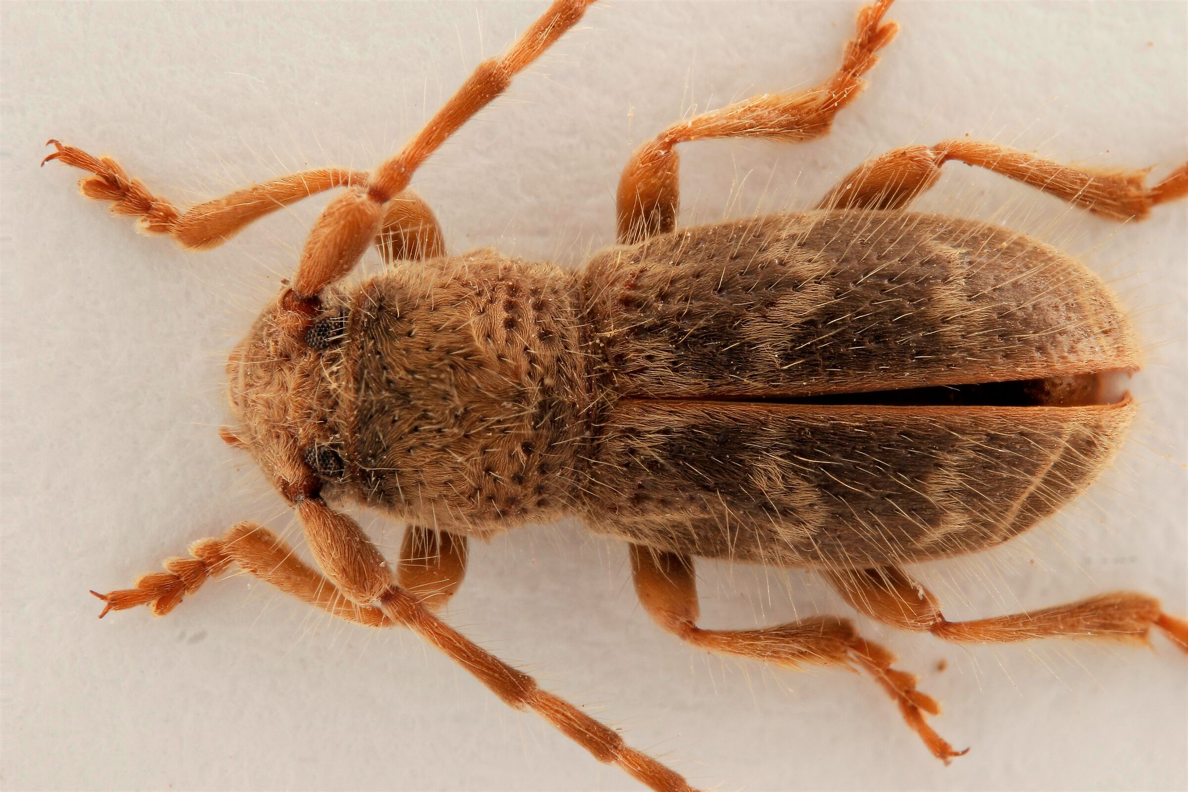 Parmena pubescens pubescens (Dalman, 1817)