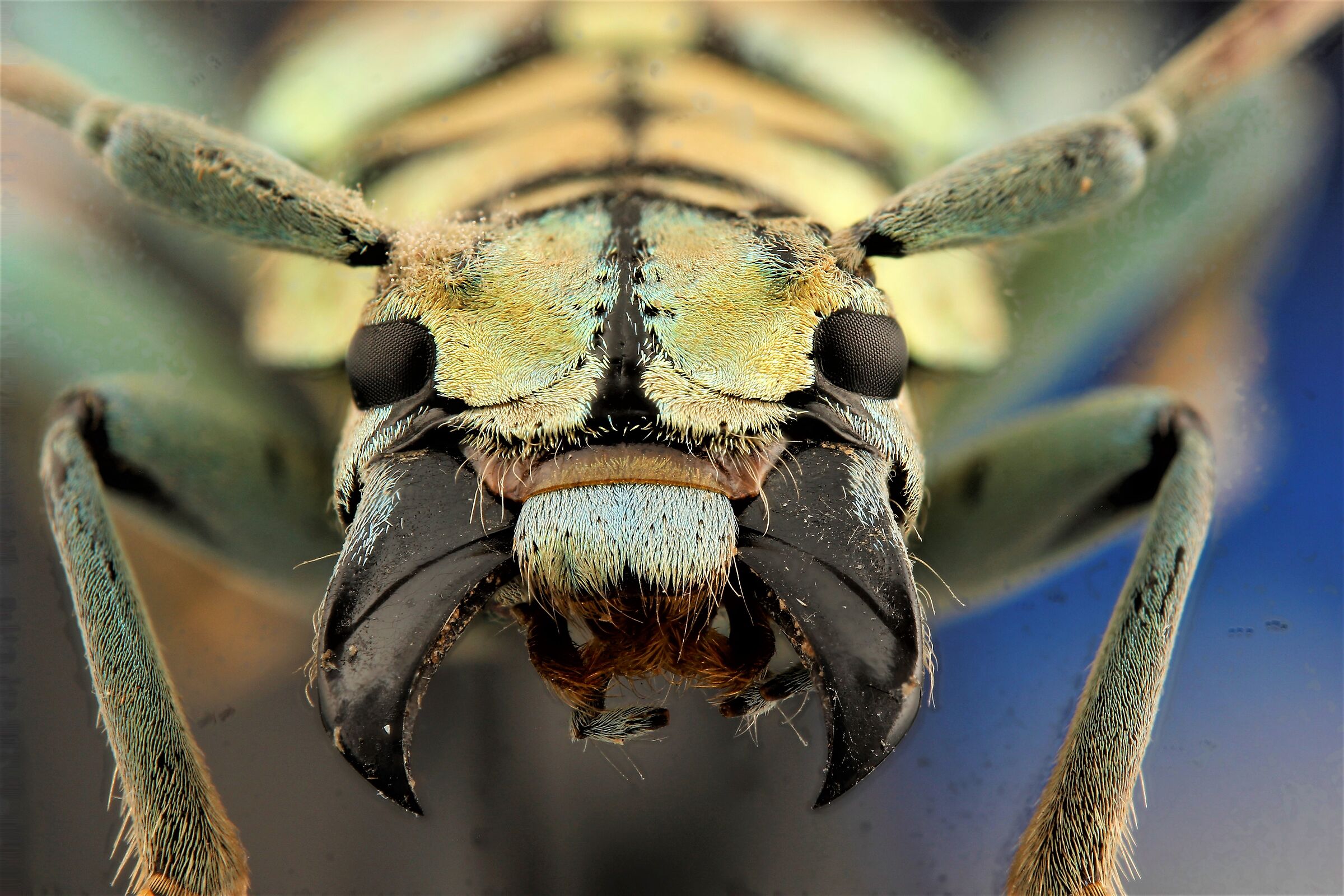 Tmesisternus rafaelae