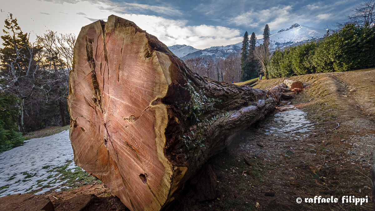 The Death of the Giant - Burcina