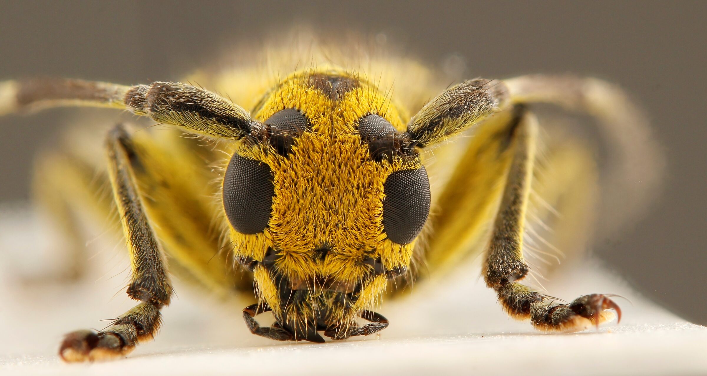 Saperda scalaris scalaris (Linnaeus, 1758)