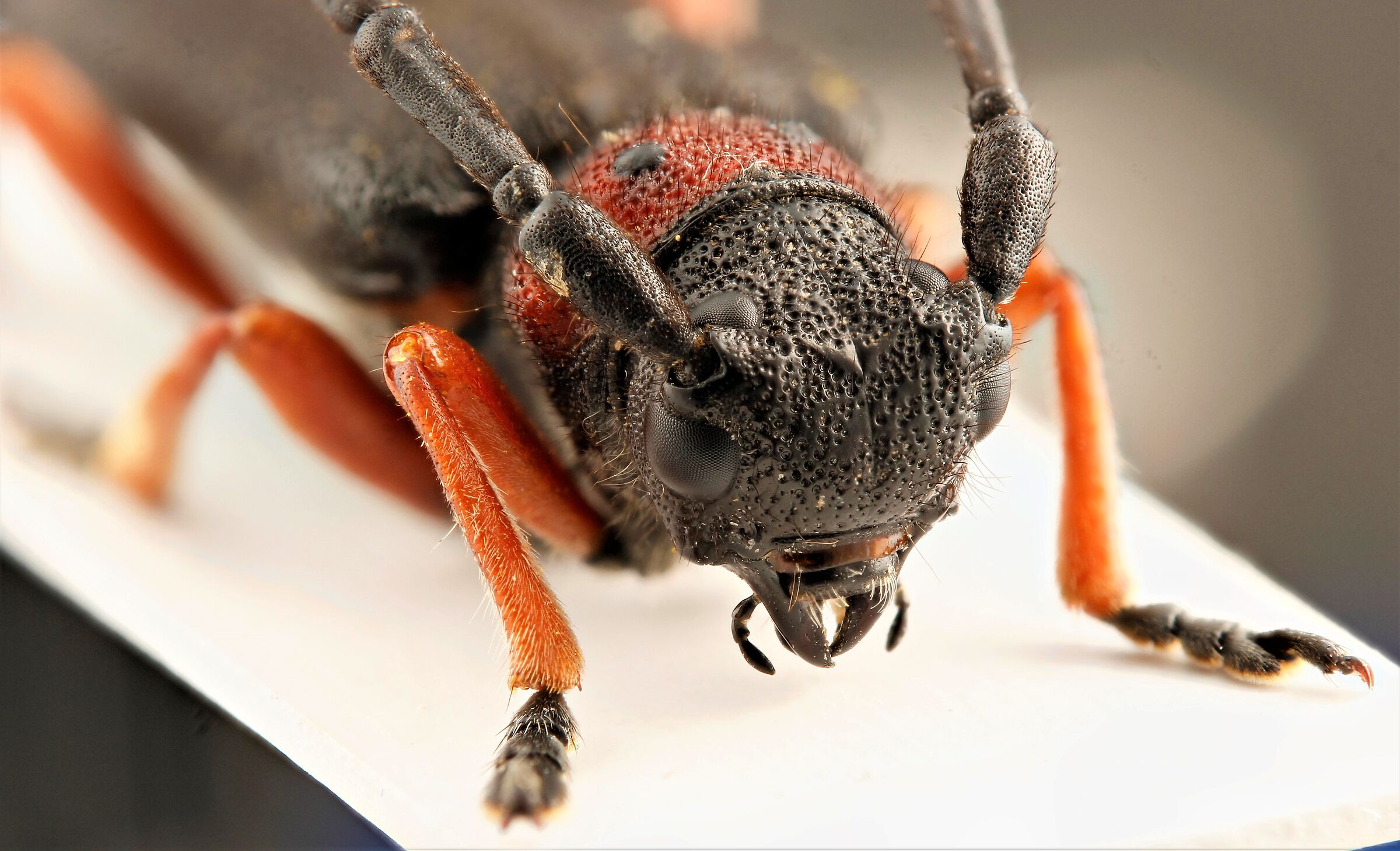 Phytoecia affinis nigrohirta (G. Müller, 1948)