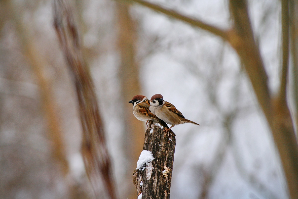 Parcheggio per gli uccelli