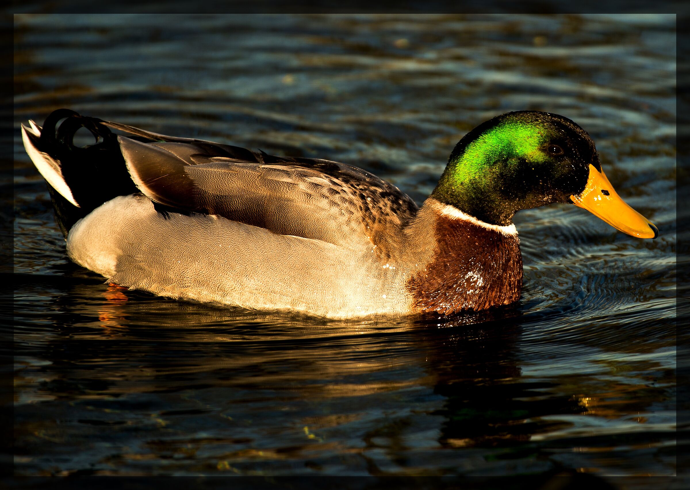 Mallard
